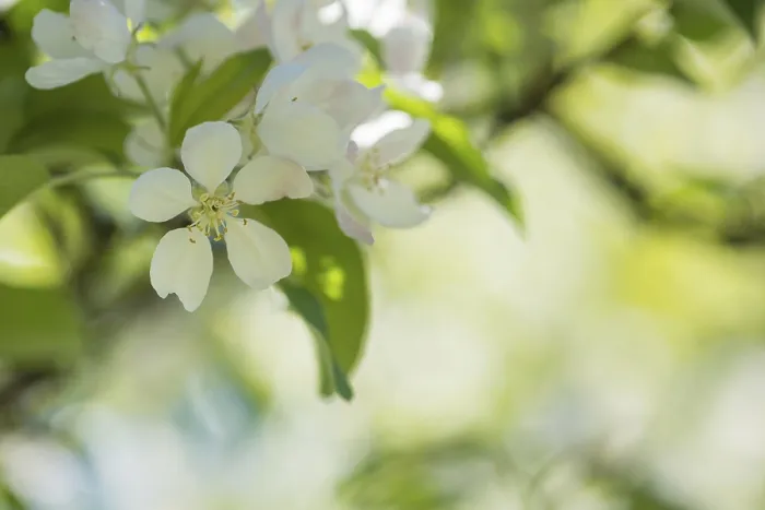 Gerahmter Druck : Weiße Blüten einer Apfelbaum in Fokus Gerahmter Druck : Weiße Blüten einer Apfelbaum in Fokus