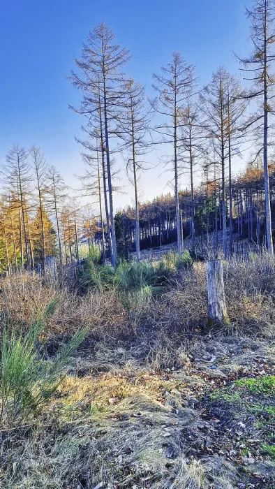 Gerahmter Druck : Winterlicher Wald in der Sonne Gerahmter Druck : Winterlicher Wald in der Sonne