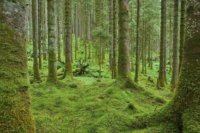 Gerahmter Druck : Dichter Wald mit verkrüppelten, moosbedeckten Bäumen. Gerahmter Druck : Dichter Wald mit verkrüppelten, moosbedeckten Bäumen.