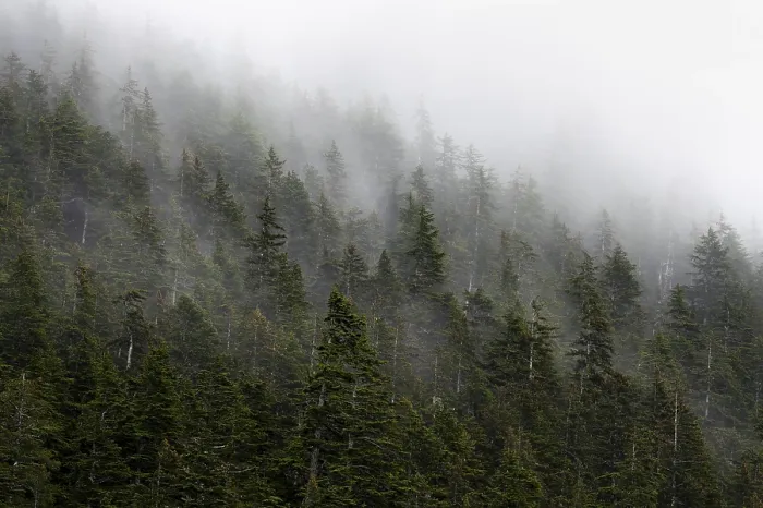 Gerahmter Druck : Dichte Wald auf Bergabhängen Gerahmter Druck : Dichte Wald auf Bergabhängen
