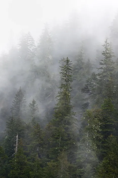 Gerahmter Druck : Dichte Wald auf Bergabhängen Gerahmter Druck : Dichte Wald auf Bergabhängen