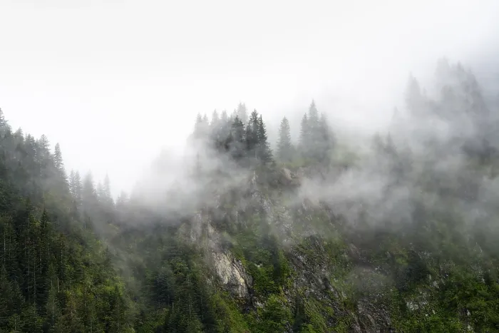 Gerahmter Druck : Dichte Wald auf Bergabhängen. Gerahmter Druck : Dichte Wald auf Bergabhängen.