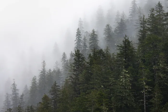 Gerahmter Druck : Dichter Wald auf Bergabhängen. Gerahmter Druck : Dichter Wald auf Bergabhängen.