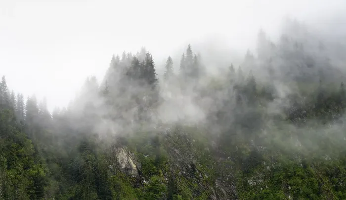Gerahmter Druck : Dichter Wald auf Bergabhängen Gerahmter Druck : Dichter Wald auf Bergabhängen