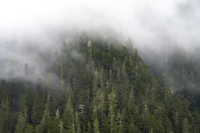 Gerahmter Druck : Dichter Wald auf Bergabhängen. Gerahmter Druck : Dichter Wald auf Bergabhängen.