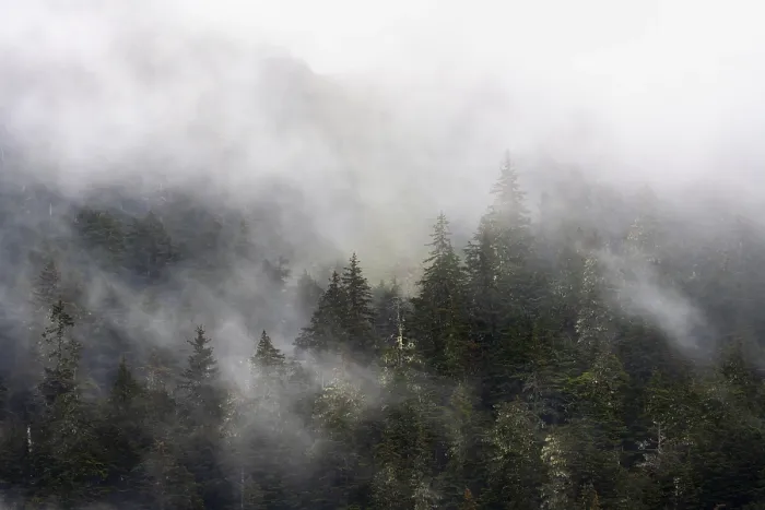 Gerahmter Druck : Dichter Wald auf Bergabhängen. Gerahmter Druck : Dichter Wald auf Bergabhängen.