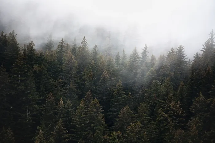 Gerahmter Druck : Dichte Wald auf Bergabhängen Gerahmter Druck : Dichte Wald auf Bergabhängen