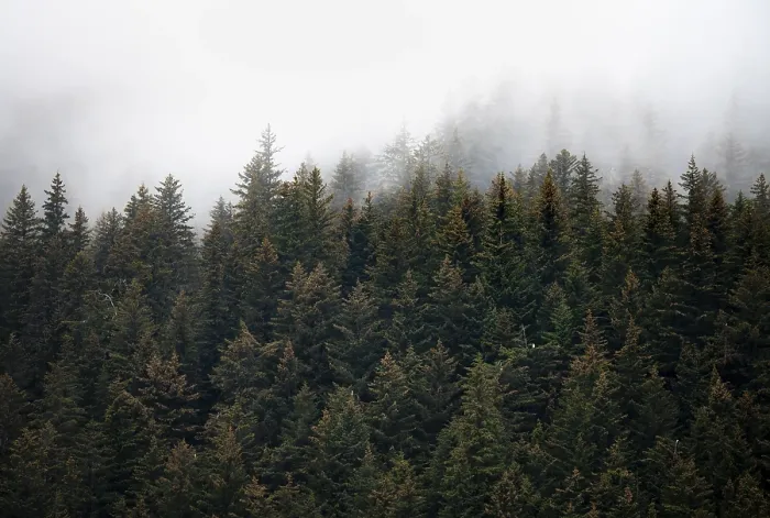 Gerahmter Druck : Dichter Wald auf Bergabhängen Gerahmter Druck : Dichter Wald auf Bergabhängen