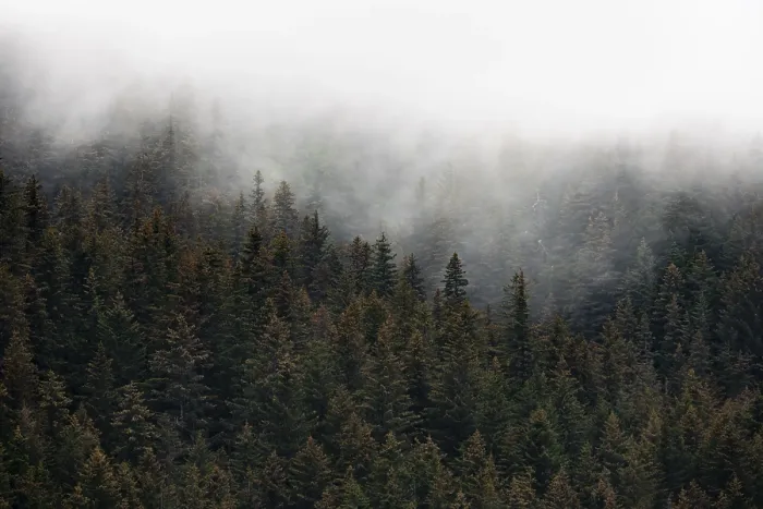 Gerahmter Druck : Dichte Wald auf Bergabhängen. Gerahmter Druck : Dichte Wald auf Bergabhängen.