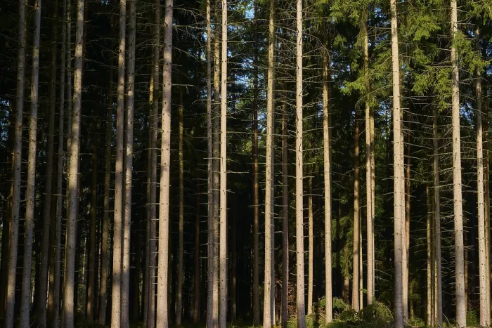 Gerahmter Druck : Dichter Wald mit schlanken, engen Bäumen.