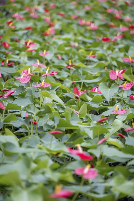 Gerahmter Druck : Ein dichter Fleck von Anthurium andraeanum. Gerahmter Druck : Ein dichter Fleck von Anthurium andraeanum.