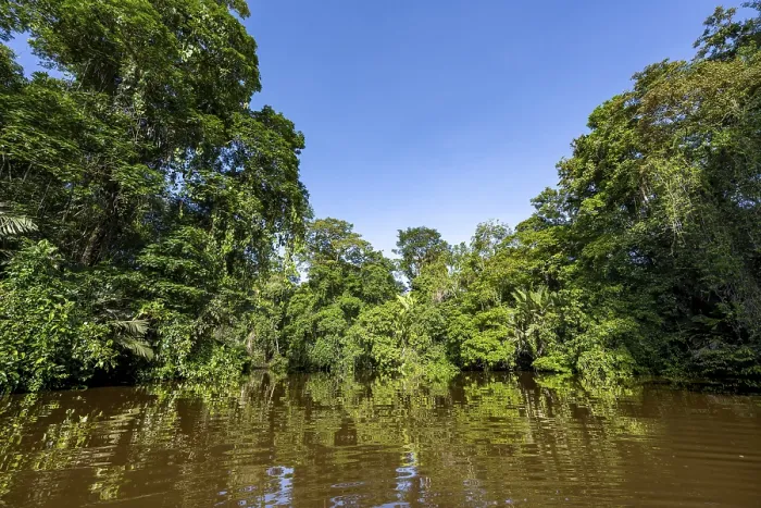 Gerahmter Druck : Dichte Regenwald- und Flusslandschaft. Gerahmter Druck : Dichte Regenwald- und Flusslandschaft.
