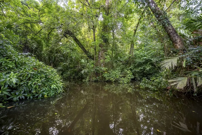 Gerahmter Druck : Dichte Regenwald- und Flusslandschaft. Gerahmter Druck : Dichte Regenwald- und Flusslandschaft.