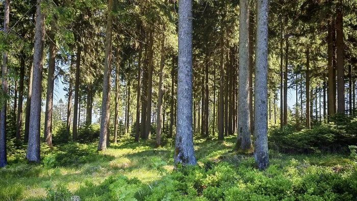 Gerahmter Druck : Dichte Reihen von Bäumen in einem stillen Wald. Gerahmter Druck : Dichte Reihen von Bäumen in einem stillen Wald.