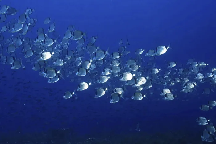 Gerahmter Druck : Eine dichte Schule silberglänzender Fische.