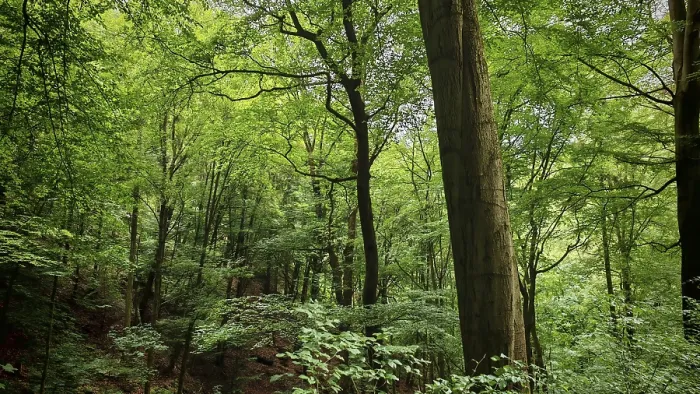 Gerahmter Druck : Dichtes Waldlandschaft in einem friedlichen Wald. Gerahmter Druck : Dichtes Waldlandschaft in einem friedlichen Wald.