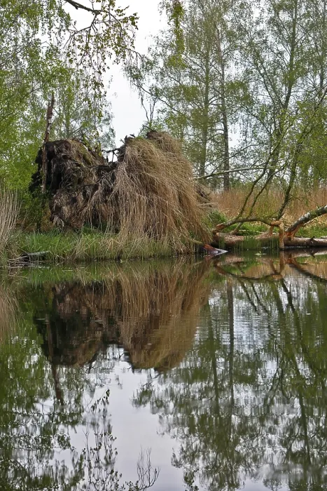 Gerahmter Druck : Dichte Baumreflexion im Wasser.