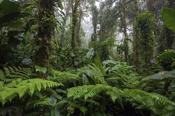 Gerahmter Druck : Dichte Vegetation in Wolkenwald.