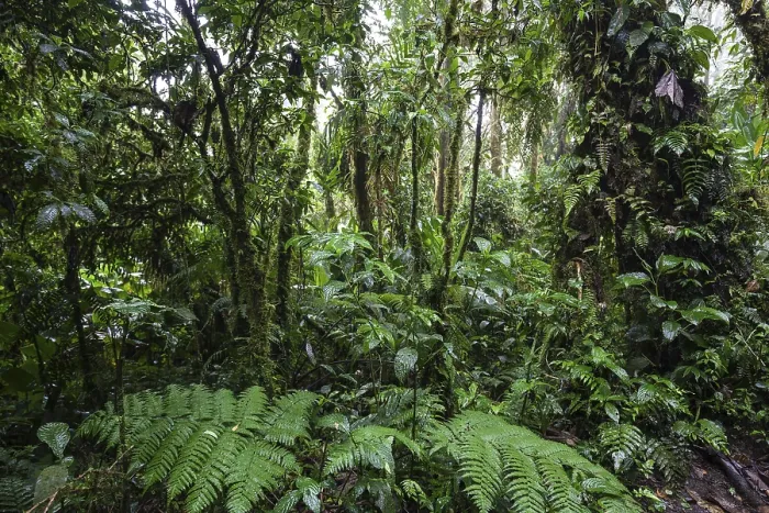 Gerahmter Druck : Dichte Vegetation in Wolkenwald. Gerahmter Druck : Dichte Vegetation in Wolkenwald.