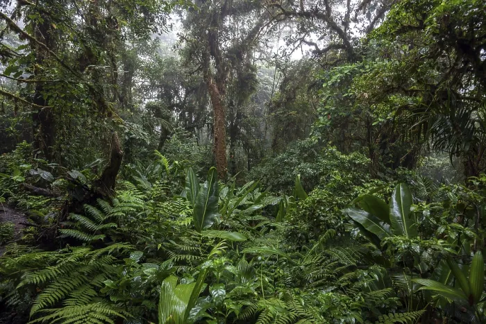 Gerahmter Druck : Dichte Vegetation in Wolkenwald. Gerahmter Druck : Dichte Vegetation in Wolkenwald.