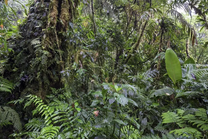 Gerahmter Druck : Dichte Vegetation in Wolkenwald.