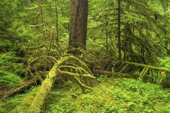 Gerahmter Druck : Dichte Vegetation im Regenwald. Gerahmter Druck : Dichte Vegetation im Regenwald.