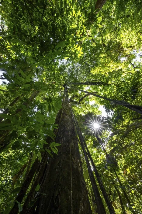 Gerahmter Druck : Dichte Vegetation in der tropischen Regenwald. Gerahmter Druck : Dichte Vegetation in der tropischen Regenwald.