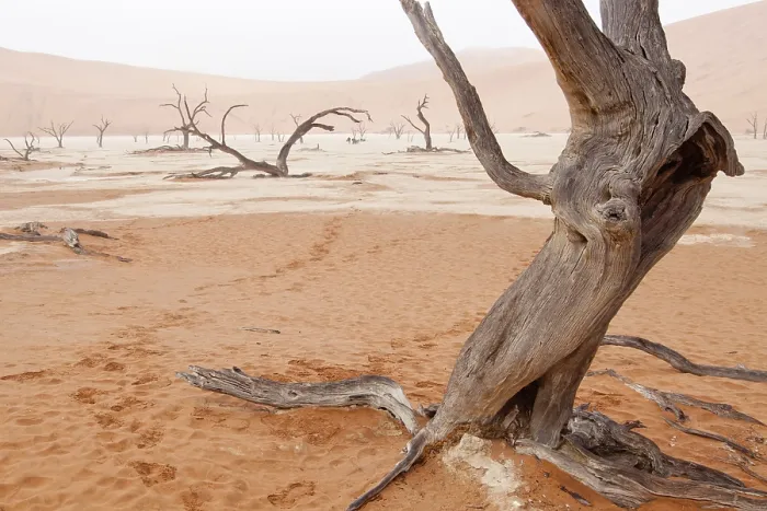 Gerahmter Druck : Wüstenlandschaft mit toten Bäumen. Gerahmter Druck : Wüstenlandschaft mit toten Bäumen.