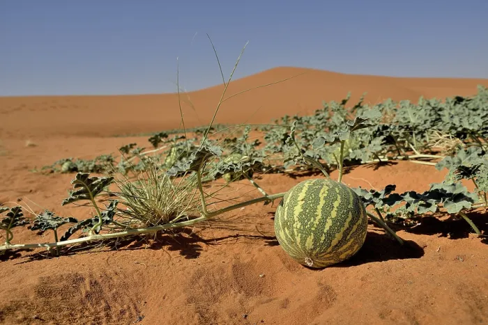 Gerahmter Druck : Wüstenmelone vor einer Düne Gerahmter Druck : Wüstenmelone vor einer Düne