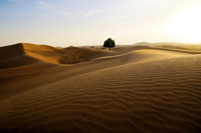 Gerahmter Druck : Wüste mit Sanddünen und einem Baum. Gerahmter Druck : Wüste mit Sanddünen und einem Baum.