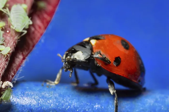 Gerahmter Druck : Ein Ladybug auf blauer Oberfläche, umgeben von grünen Blattläusen Gerahmter Druck : Ein Ladybug auf blauer Oberfläche, umgeben von grünen Blattläusen