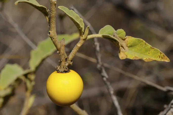 Gerahmter Druck : Teufelsschale (Solanum linnaeanum)
