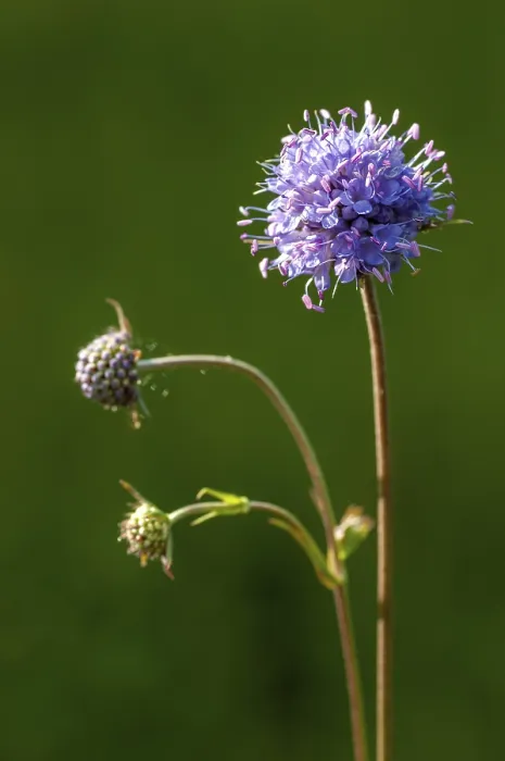 Gerahmter Druck : Teufelsbein, Teufelsbeinknöter. Gerahmter Druck : Teufelsbein, Teufelsbeinknöter.