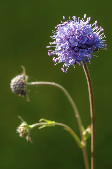 Gerahmter Druck : Teufelsbein, Teufelsbein-Skabiosen Gerahmter Druck : Teufelsbein, Teufelsbein-Skabiosen
