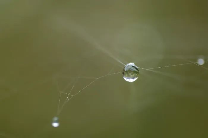 Gerahmter Druck : Tropfen in einer Spinne-Netz hängend. Gerahmter Druck : Tropfen in einer Spinne-Netz hängend.