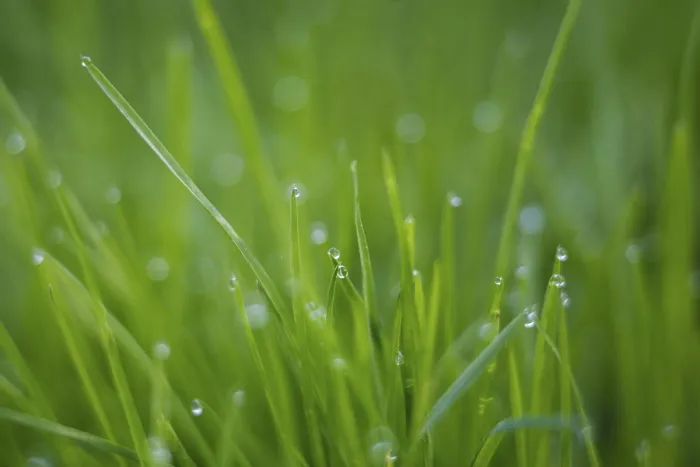 Gerahmter Druck : Tropfen auf dem Gras. Gerahmter Druck : Tropfen auf dem Gras.