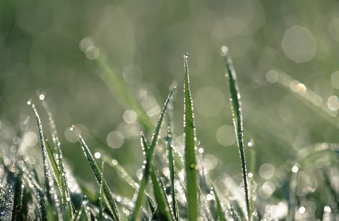 Gerahmter Druck : Tropfen auf dem Gras. Gerahmter Druck : Tropfen auf dem Gras.