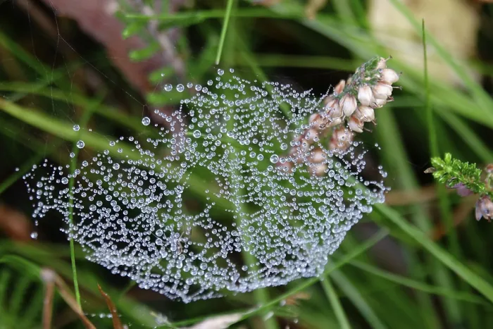 Gerahmter Druck : Tropfen auf einer Spinnenseide, Oktober, Lausitz. Gerahmter Druck : Tropfen auf einer Spinnenseide, Oktober, Lausitz.