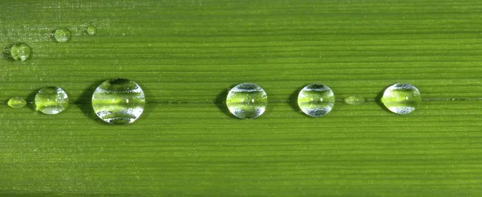Gerahmter Druck : Tropfen auf Blatt. Gerahmter Druck : Tropfen auf Blatt.