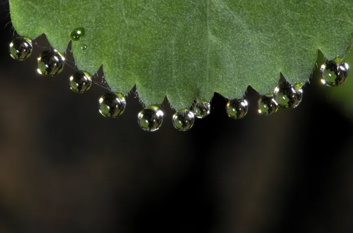 Gerahmter Druck : Tropfen auf Blatt. Gerahmter Druck : Tropfen auf Blatt.