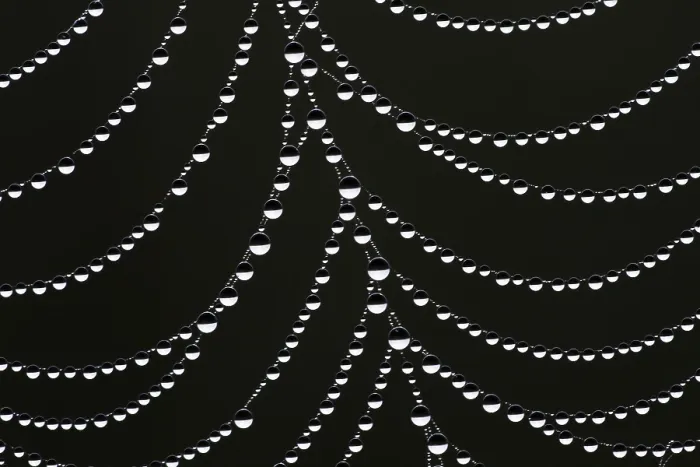 Gerahmter Druck : Tropfen auf einer Spinne-Web. Gerahmter Druck : Tropfen auf einer Spinne-Web.