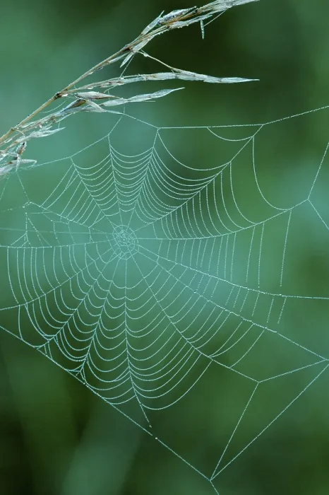 Gerahmter Druck : Tropfen in einem Spinnennetz. Gerahmter Druck : Tropfen in einem Spinnennetz.