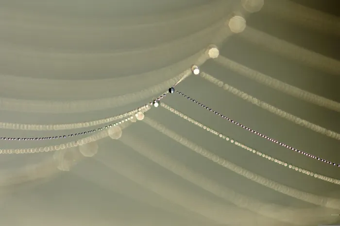 Gerahmter Druck : Tropfen auf einer Spinne-Web Tropfen auf einer Spinne-Web Gerahmter Druck : Tropfen auf einer Spinne-Web Tropfen auf einer Spinne-Web