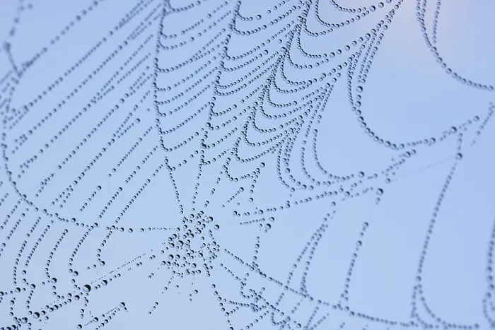 Gerahmter Druck : Feuchte Spinne-Netz Gerahmter Druck : Feuchte Spinne-Netz