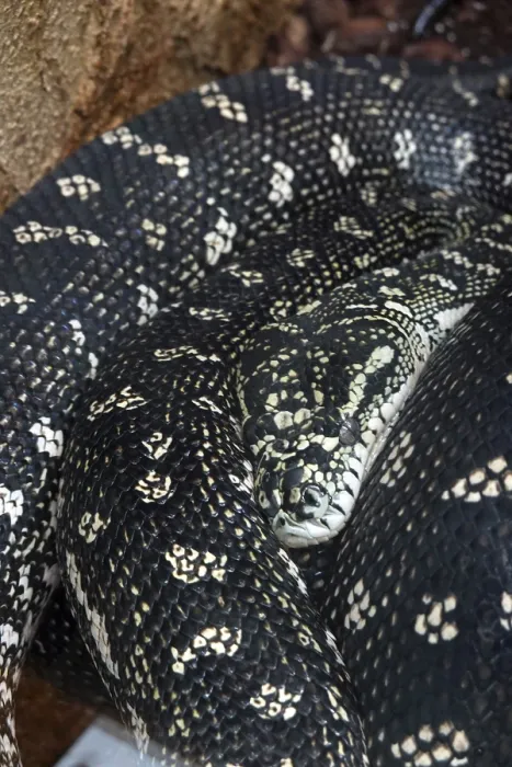 Gerahmter Druck : Diamantpython (Morelia spilota spilota) Gerahmter Druck : Diamantpython (Morelia spilota spilota)