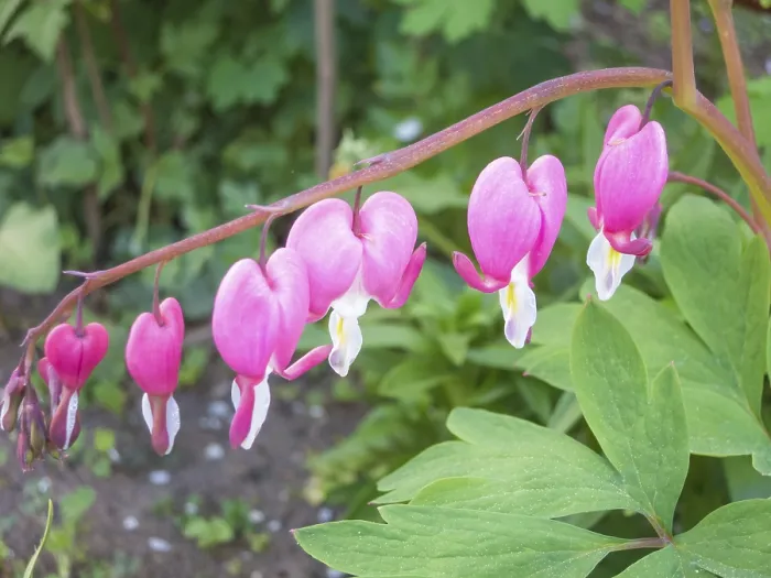Gerahmter Druck : Dicentra im Frühlingsgarten Gerahmter Druck : Dicentra im Frühlingsgarten