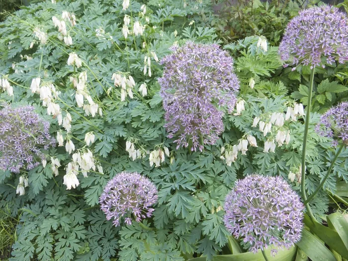 Gerahmter Druck : Dicentra in einem Frühlingsgarten Gerahmter Druck : Dicentra in einem Frühlingsgarten