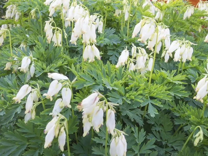 Gerahmter Druck : Dicentra blühen im Frühlingsgarten. Gerahmter Druck : Dicentra blühen im Frühlingsgarten.