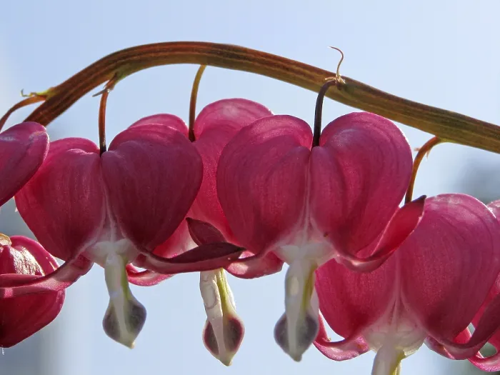 Gerahmter Druck : Dicentra spectabilis, Blutherz