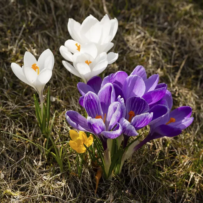 Gerahmter Druck : Verschiedenfarbige Krokusse (Crocus) Gerahmter Druck : Verschiedenfarbige Krokusse (Crocus)